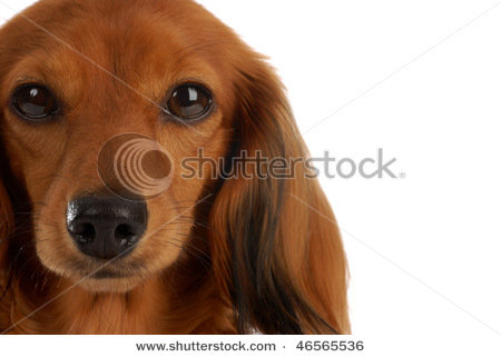 miniature long haired dachshund puppies. long haired dachshund puppies