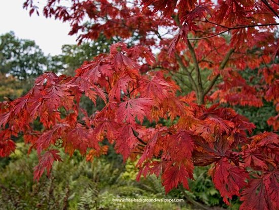 japanese maple leaf tattoo meaning. japanese maple tree leaf. a red japanese maple tree.