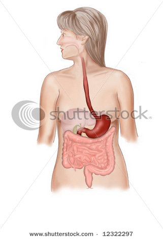 simple digestive system diagram for. human digestive system diagram