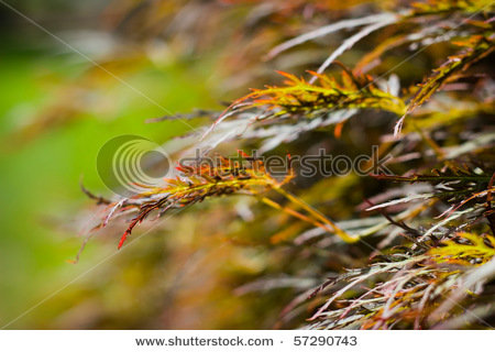 japanese maple leaf tattoo meaning. japanese maple tree leaf. a Japanese red maple tree