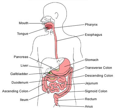 human digestive system diagram. human digestive system diagram for kids. human digestive system diagram