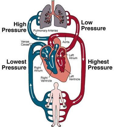 circulatory system images for kids. circulatory system for kids
