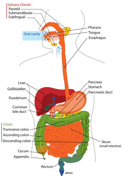 digestive system diagram for kids. human digestive system diagram