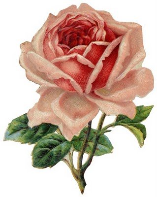 clip art rose flower. flower clip art rose. flower clip art rose. capvideo