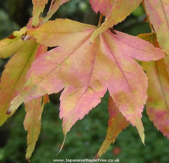 japanese maple leaf tattoo meaning. japanese maple tree leaf. The Maple tree leaf shape we