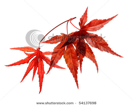 japanese maple leaf tattoo meaning. japanese maple tree leaf. Japanese Red maple tree; Japanese Red maple tree