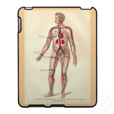 human circulatory system for kids. circulatory system for kids