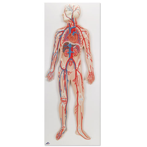 human circulatory system diagram for. human digestive system diagram
